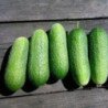 Cucumber Merchant F1
