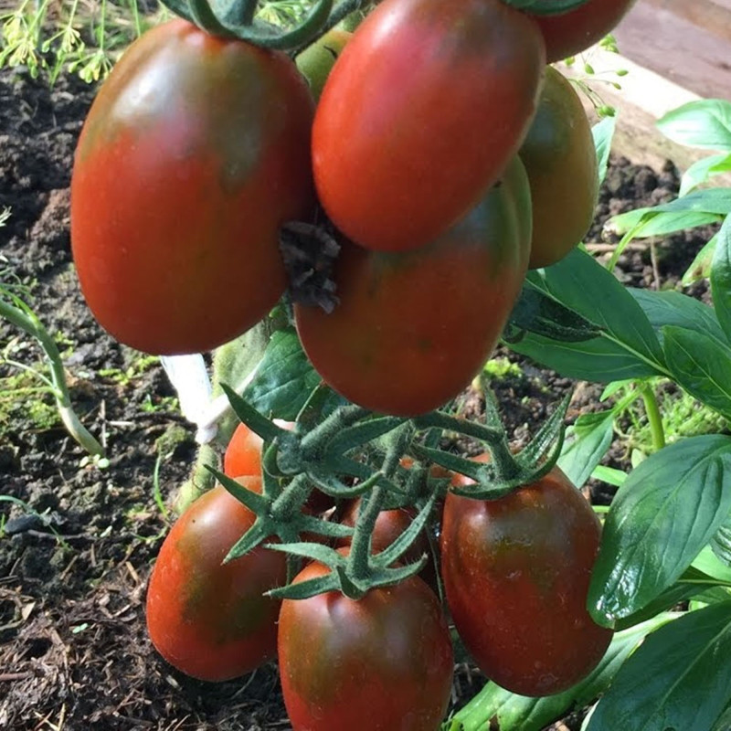 Томат Де Барао чорний