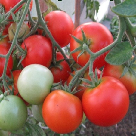 Tomato Ephemeral