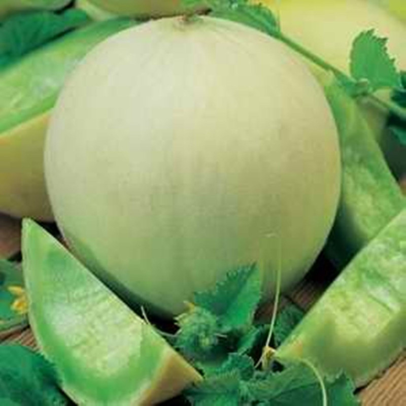 Диня Медова роса