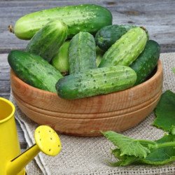 Cucumber Funny Butterfly F1