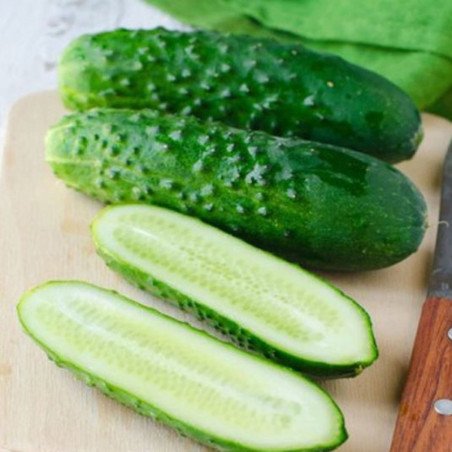 Cucumber Vlatko F1