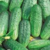 Cucumber Khabar