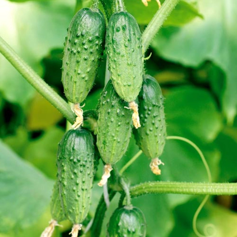 Огірок Колядник