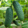 Огірок Артіст F1