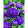 Aster Pion Blue Tower