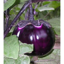 Eggplant Aubergine Valencia Round