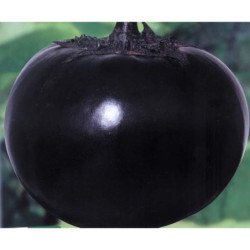 Eggplant Aubergine Valencia Round