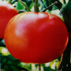 Томат Готіка