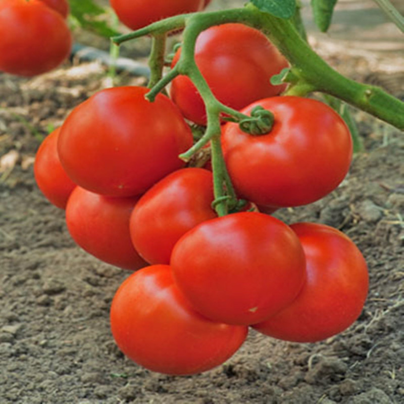 Томат Інтрига