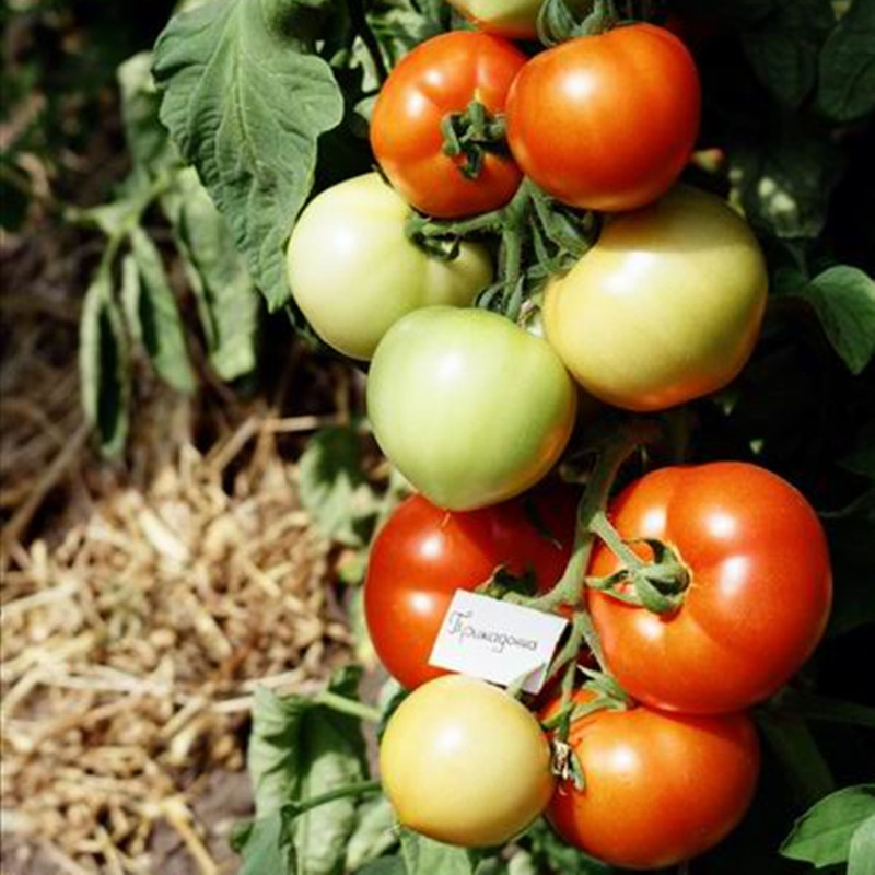Томат Прима Дона F1