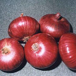 Onion Mavka