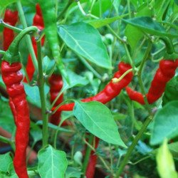 Pepper Chili Cayenne