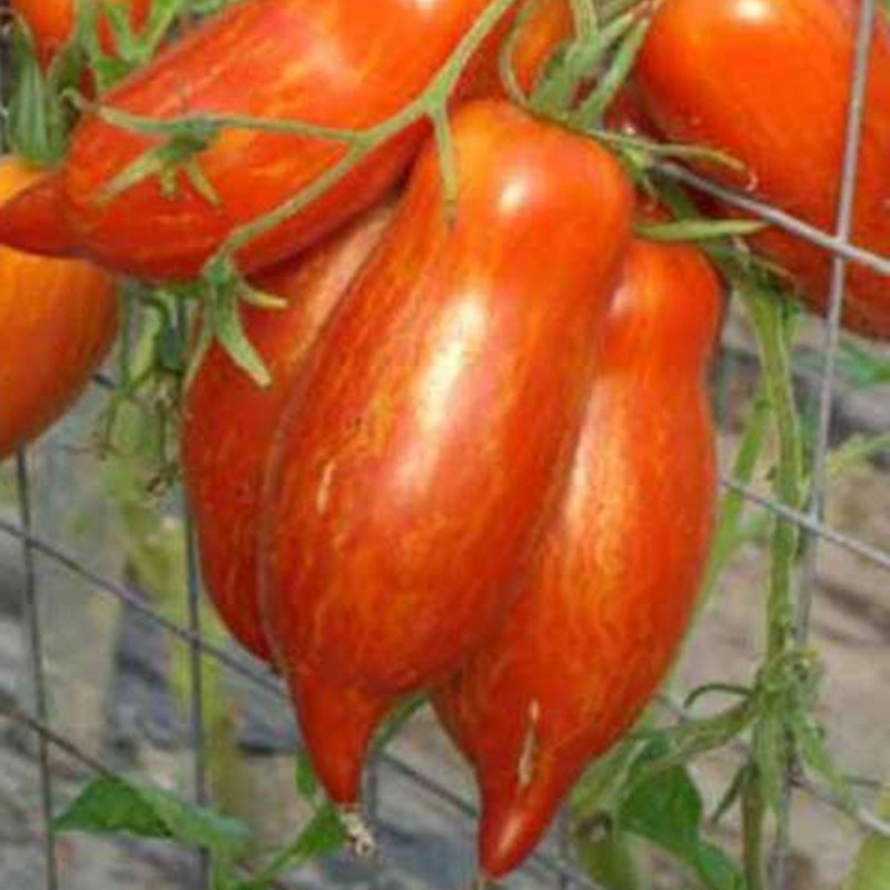 Томат Строкатий Римський