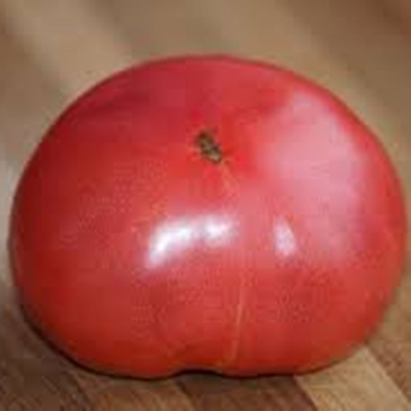 Томат Рожевий верблюд