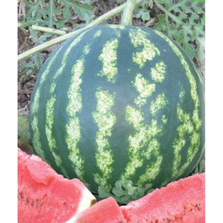 Watermelon Spassky