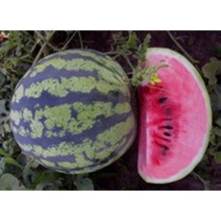 Watermelon Spassky