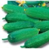 Cucumber Hovering Butterfly F1