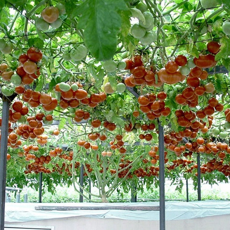 Томат Спрут F1