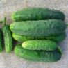 Cucumber Kechkemet