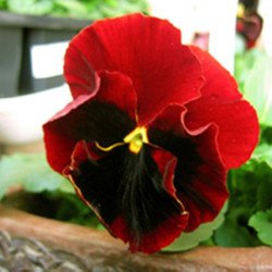 Pansy Viola Cardinal