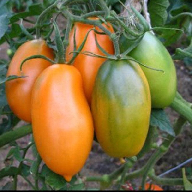 Томат Золотий Кенігсберг