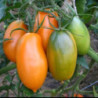 Томат Золотий Кенігсберг
