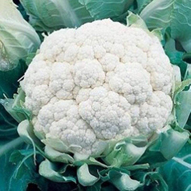 Cauliflower Fruerte