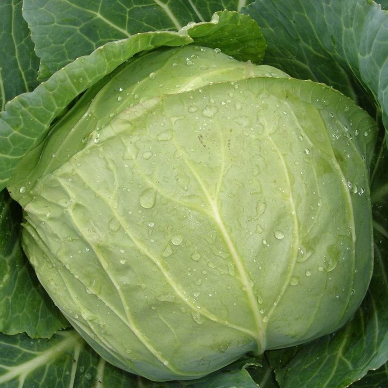 Ball-head Cabbage Amager 611