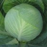Ball-head Cabbage Amager 611