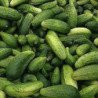 Cucumber Boston Pickling