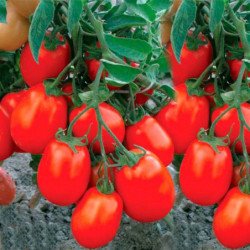 Tomato Maryushka