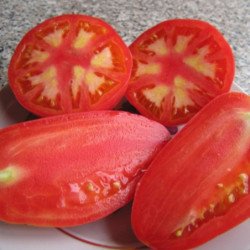 Tomato Peter Gardener