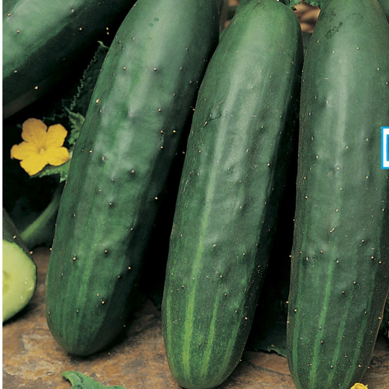 Огірок Лавина F1