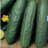 Огірок Лавина F1