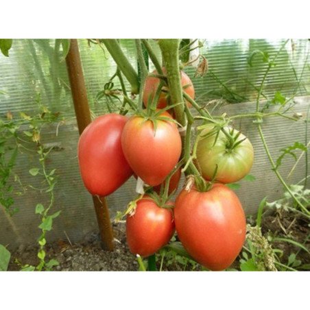Tomato Cardinal