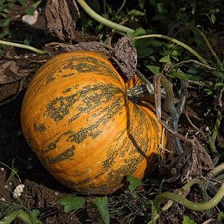 Pumpkin Mozolіivskyi 15