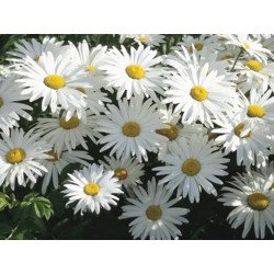 Alaska Daisy