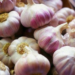 Garlic Seeds Bulbils Sophievsky