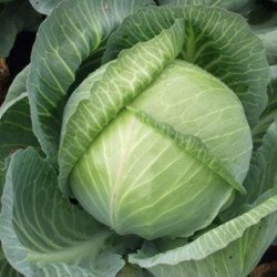 Head Cabbage Lesia