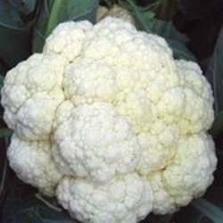 Cauliflower Galleon