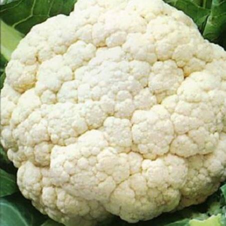 Cauliflower Giant of Naples