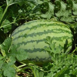 Watermelon Rahat Lukum