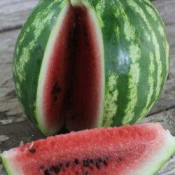 Watermelon Sweet Dakota