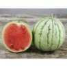 Watermelon Dixie