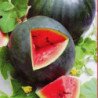 Watermelon Chornohorets