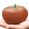 Томат Тасманський шоколад