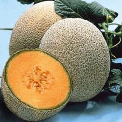 Melon Cantaloupe Hales Best Jumbo
