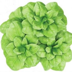 Basil Lettuce Leaves