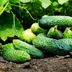Cucumber Lialiuk